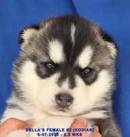DELLA'S FEMALE #2, a female Siberian Husky for sale in Manilla, IA – 7 of 9