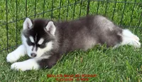 DELLA'S MALE #5, a male Siberian Husky for sale in Manilla, IA – 8 of 10