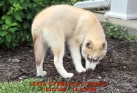 LEETA'S FEMALE #1, a female Siberian Husky for sale in Manilla, IA – 4 of 10