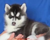 DELLA'S MALE #5, a male Siberian Husky for sale in Manilla, IA – 7 of 10