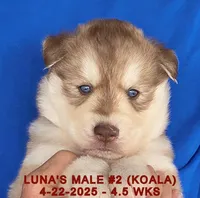 LUNA'S MALE #2, a male Siberian Husky for sale in Manilla, IA – Photo 5 of 9