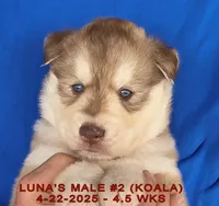 LUNA'S MALE #2, a male Siberian Husky for sale in Manilla, IA – Photo 6 of 9