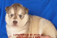 LUNA'S MALE #2, a male Siberian Husky for sale in Manilla, IA – Photo 1 of 9