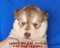 LUNA'S MALE #2, a male Siberian Husky for sale in Manilla, IA – Photo 2 of 9