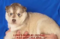 LUNA'S MALE #2, a male Siberian Husky for sale in Manilla, IA – Photo 4 of 9