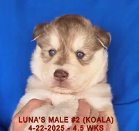 LUNA'S MALE #2, a male Siberian Husky for sale in Manilla, IA – Photo 7 of 9
