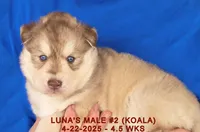 LUNA'S MALE #2, a male Siberian Husky for sale in Manilla, IA – Photo 9 of 9