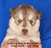 LUNA'S MALE #2, a male Siberian Husky for sale in Manilla, IA – Photo 3 of 9