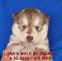 LUNA'S MALE #2, a male Siberian Husky for sale in Manilla, IA – Photo 8 of 9