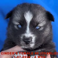CINDER'S FEMALE #5, a female Siberian Husky for sale in Manilla, IA – Photo 6 of 10