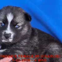CINDER'S FEMALE #5, a female Siberian Husky for sale in Manilla, IA – Photo 2 of 10