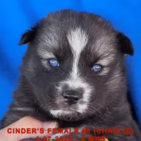 CINDER'S FEMALE #5, a female Siberian Husky for sale in Manilla, IA – Photo 5 of 10