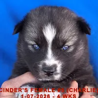 CINDER'S FEMALE #5, a female Siberian Husky for sale in Manilla, IA – Photo 8 of 10