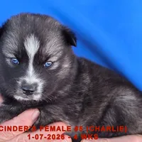 CINDER'S FEMALE #5, a female Siberian Husky for sale in Manilla, IA – Photo 1 of 10