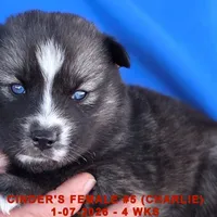 CINDER'S FEMALE #5, a female Siberian Husky for sale in Manilla, IA – Photo 4 of 10