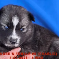 CINDER'S FEMALE #5, a female Siberian Husky for sale in Manilla, IA – Photo 9 of 10