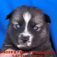 CINDER'S FEMALE #5, a female Siberian Husky for sale in Manilla, IA – Photo 10 of 10