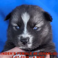 CINDER'S FEMALE #5, a female Siberian Husky for sale in Manilla, IA – Photo 3 of 10