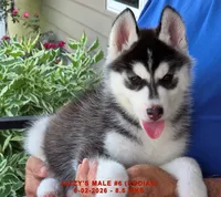 JAZZY'S MALE #6, a male Siberian Husky for sale in Manilla, IA – 3 of 9