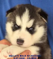 DELLA'S MALE #3, a male Siberian Husky for sale in Manilla, IA – 1 of 10