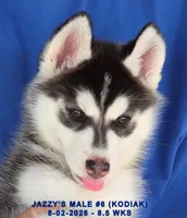 JAZZY'S MALE #6, a male Siberian Husky for sale in Manilla, IA – 7 of 9