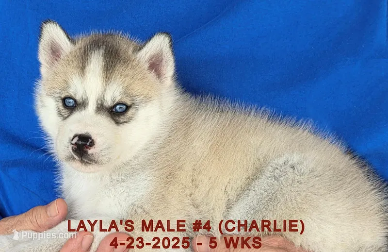 LAYLA'S MALE #4