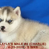 LAYLA'S MALE #4, a male Siberian Husky for sale in Manilla, IA – Photo 1 of 8