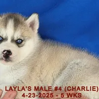 LAYLA'S MALE #4, a male Siberian Husky for sale in Manilla, IA – Photo 8 of 8