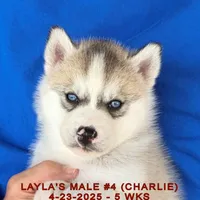LAYLA'S MALE #4, a male Siberian Husky for sale in Manilla, IA – Photo 4 of 8