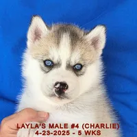 LAYLA'S MALE #4, a male Siberian Husky for sale in Manilla, IA – Photo 2 of 8