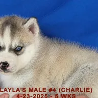 LAYLA'S MALE #4, a male Siberian Husky for sale in Manilla, IA – Photo 3 of 8
