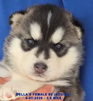 DELLA'S FEMALE #2, a female Siberian Husky for sale in Manilla, IA – 2 of 9