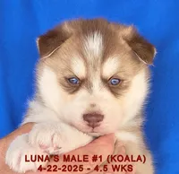 LUNA'S MALE #1, a male Siberian Husky for sale in Manilla, IA – Photo 3 of 7