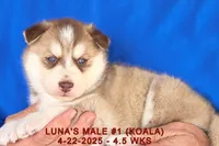 LUNA'S MALE #1, a male Siberian Husky for sale in Manilla, IA – Photo 2 of 7