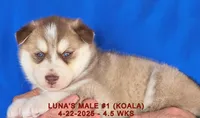 LUNA'S MALE #1, a male Siberian Husky for sale in Manilla, IA – Photo 7 of 7