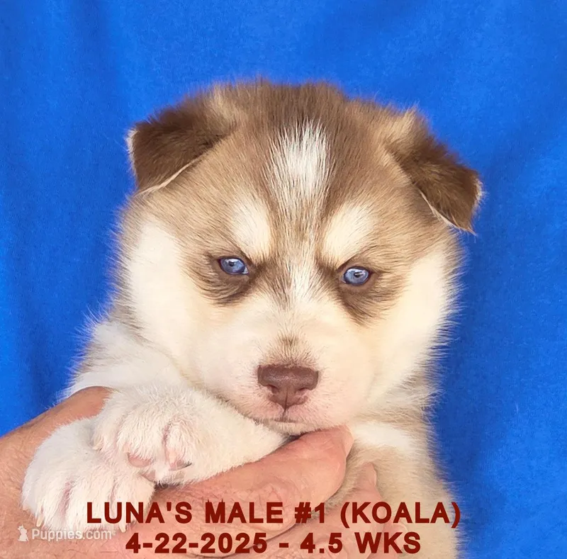 LUNA'S MALE #1