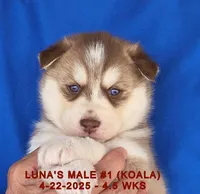 LUNA'S MALE #1, a male Siberian Husky for sale in Manilla, IA – Photo 6 of 7