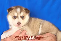 LUNA'S MALE #1, a male Siberian Husky for sale in Manilla, IA – Photo 5 of 7