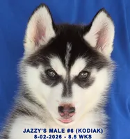 JAZZY'S MALE #6, a male Siberian Husky for sale in Manilla, IA – 9 of 9