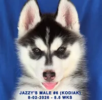 JAZZY'S MALE #6, a male Siberian Husky for sale in Manilla, IA – 5 of 9