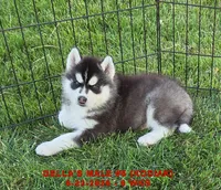 DELLA'S MALE #5, a male Siberian Husky for sale in Manilla, IA – 2 of 10