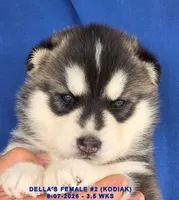 DELLA'S FEMALE #2, a female Siberian Husky for sale in Manilla, IA – 5 of 9