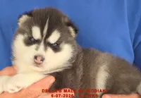 DELLA'S MALE #5, a male Siberian Husky for sale in Manilla, IA – 2 of 7