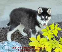 LEETA'S FEMALE #4, a female Siberian Husky for sale in Manilla, IA – Photo 9 of 10