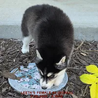 LEETA'S FEMALE #4, a female Siberian Husky for sale in Manilla, IA – Photo 10 of 10