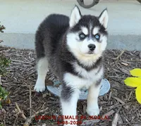 LEETA'S FEMALE #4, a female Siberian Husky for sale in Manilla, IA – Photo 6 of 10