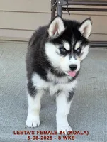 LEETA'S FEMALE #4, a female Siberian Husky for sale in Manilla, IA – Photo 5 of 10