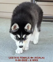 LEETA'S FEMALE #4, a female Siberian Husky for sale in Manilla, IA – Photo 7 of 10