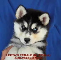 LEETA'S FEMALE #4, a female Siberian Husky for sale in Manilla, IA – Photo 3 of 10