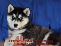 LEETA'S FEMALE #4, a female Siberian Husky for sale in Manilla, IA – Photo 8 of 10